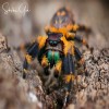 SPIDER